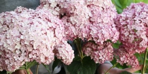 Drvo hortenzije ružičasti anabel: opis, sadnja i njega, recenzije